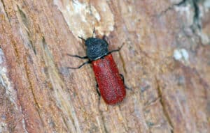 False powderpost beetle climbing on wood