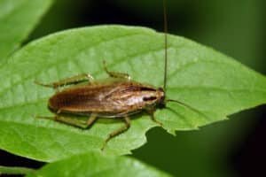 Close up of a german cockroach on a green leaf