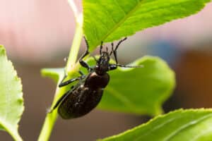 Close up of a ground beetle on a leaf