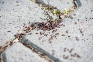 A group of pavement ants fill a crack in a paved surface.