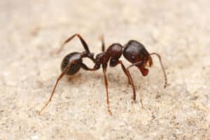 Harvester ant crawling on the ground