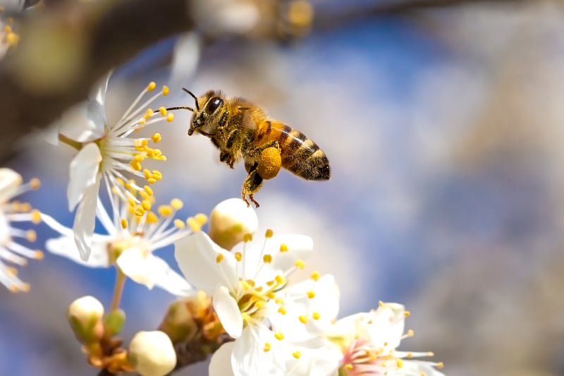 Close up of a honeybee near white flowers on a tree