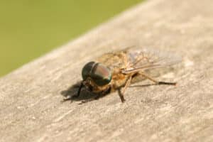 A horse fly rests on a wooden surface.