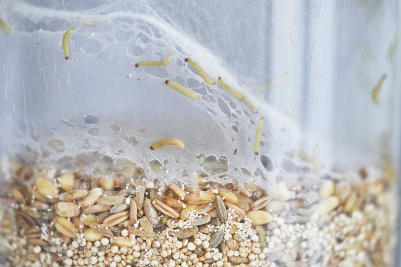 Transparent plastic food container filled with oatmeal seeds infested by indian meal moth larvae and visible webbing