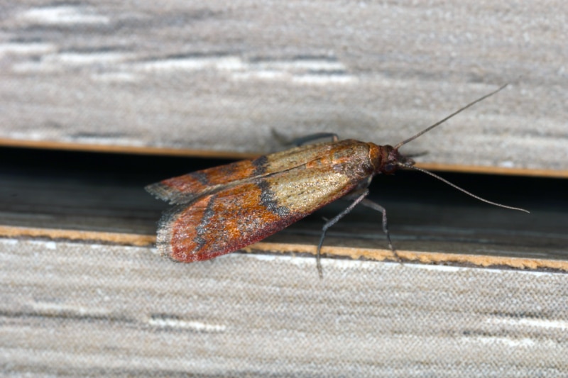 indian meal moth crawling on fabric