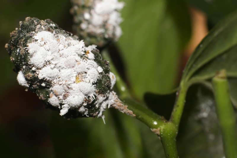 Mealybugs cluster on a green plant.