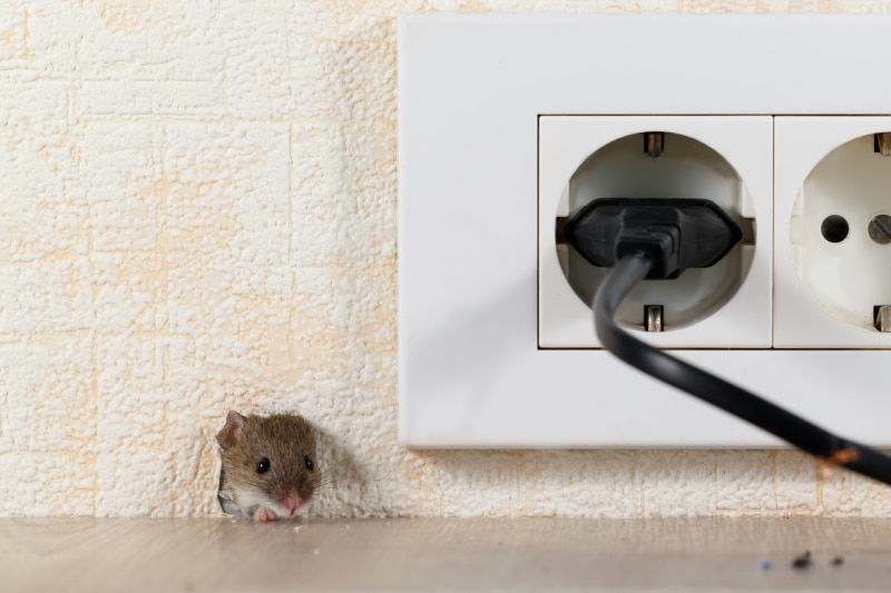 mouse peeping out of a hole a wall by a plug