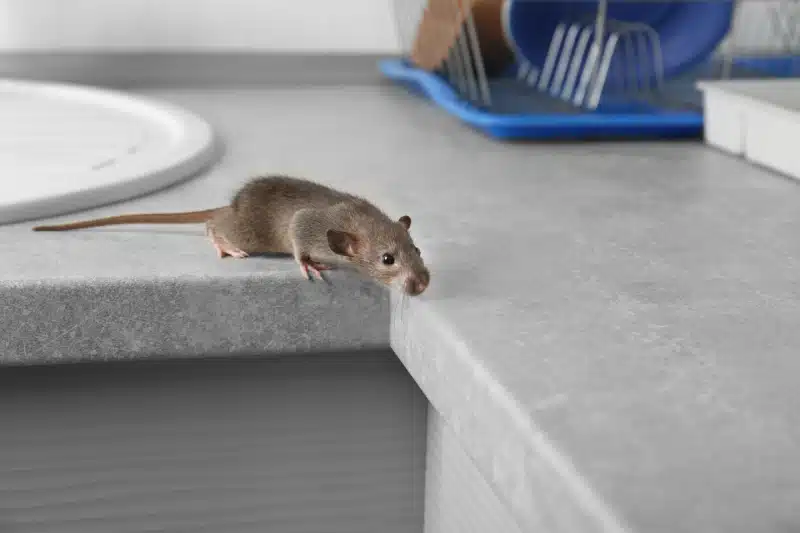 Mouse crawling on a kitchen counter in a house