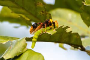 mud dauber wasp eating a caterpillar