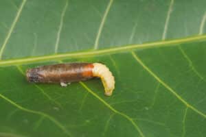 Close-up Mud dauber larvae on green leaf 