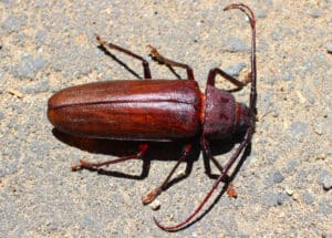 Close up of a palo verde beetle or root borer on cement