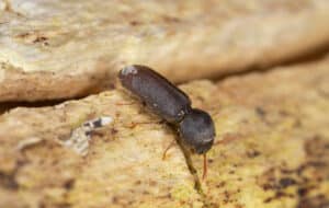 Powderpost beetle climbing on a piece of wood