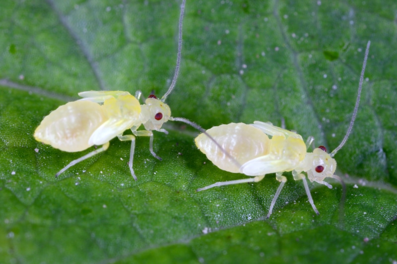 Two psocids crawl along a green leaf.