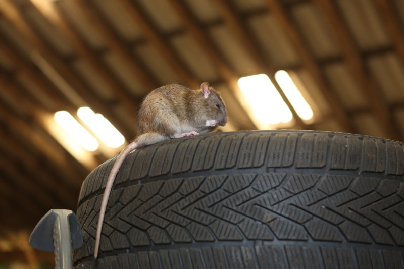 rat crawling on a tire in a garage