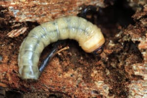 Close up of a round headed-borer larvae eating wood