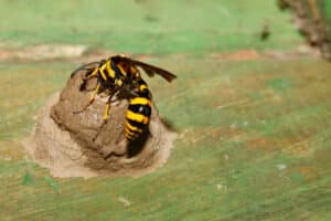 Mud dauber building a nest on a piece of green wood