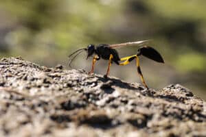 Close up of a mud dauber standing on dirt outdoors