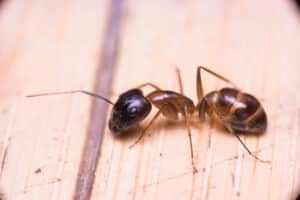 Sugar ant crawling on the floor