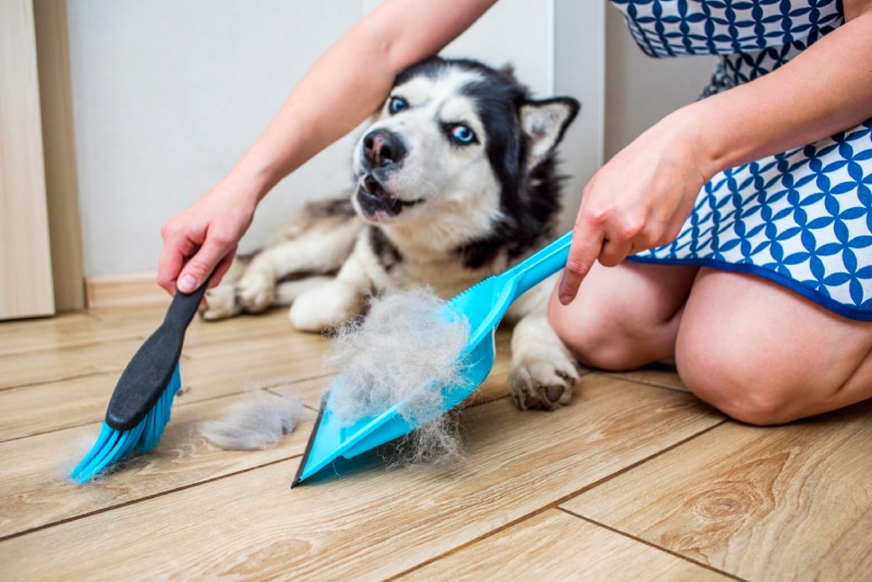 woman sits on the floor next to a husky sweeping up dog hair