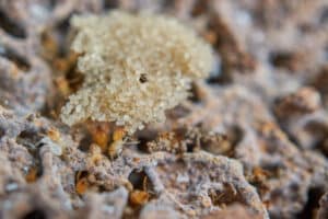 A closeup of an active termite colony with a large clump of white, oval termite eggs resting near the surface.