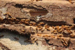 A large group of termites in a nest in wood