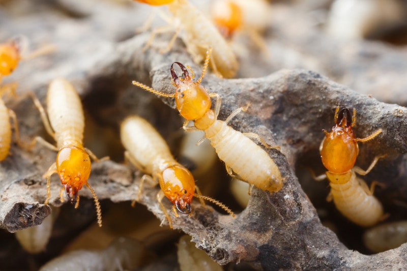 Termites crawl on wood.