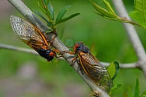 Two cicadas holding onto a tree branch