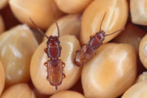 Two small brown pantry beetles sit on a mound of raw popcorn kernels.