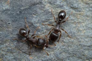 Two blackish-brown pavement ants rest on pavement.