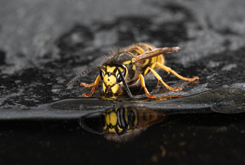 A close up of a single wasp at the edge of a pool drinking