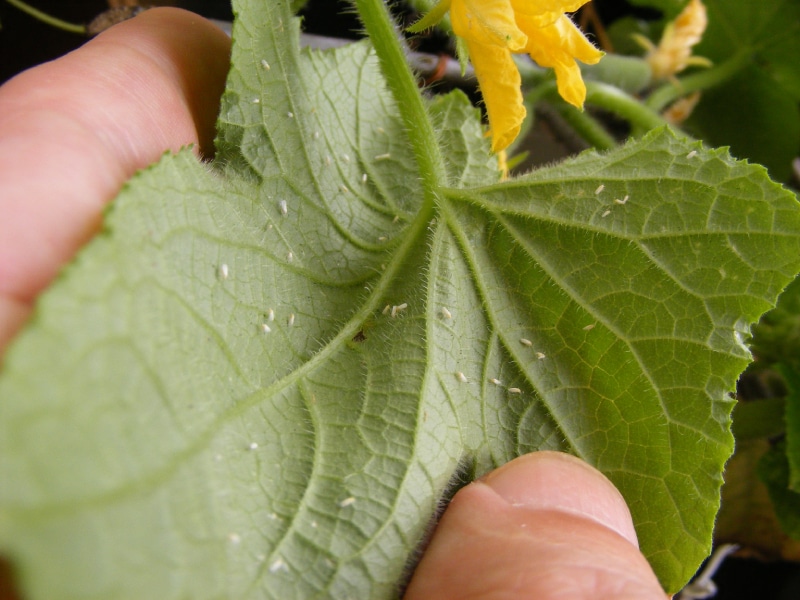 A person shows the underside of a green leaf where white flies rest.