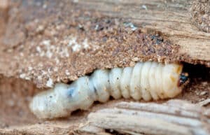 Woodworm larvae eating wood