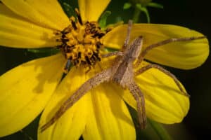 A top-view of a light brown American nursery spider resting on a yellow flower.