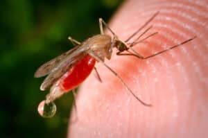 Close up of a Anopheles freeborni mosquito on a person's finger