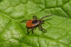 Close up of a black-legged tick crawling on a green leaf