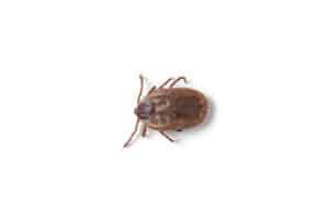 Close up of a brown dog tick on a white background