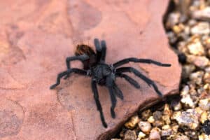 A Grand Canyon black tarantula rests on a rock.