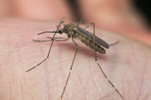 Close up of a house mosquito on a person's hand 