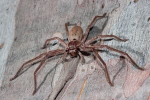 A close-up of a brown Huntsman spider on a pale, uneven wooden surface.