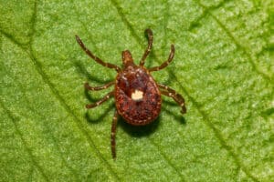 Close up of a Lone Star Tick crawling on a green leaf