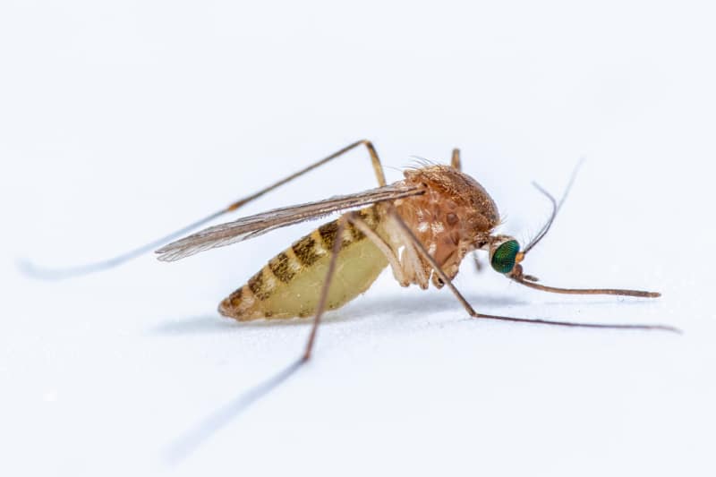 Close up of a Northern House Mosquito on a white background