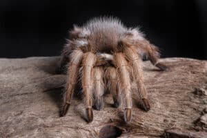 A close-up of a fuzzy, Texas brown tarantula resting on a wooden log.