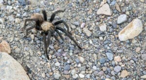 A Texas brown tarantula walks across gravel.