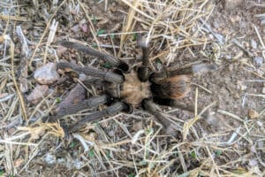 A western desert tarantula viewed from above.