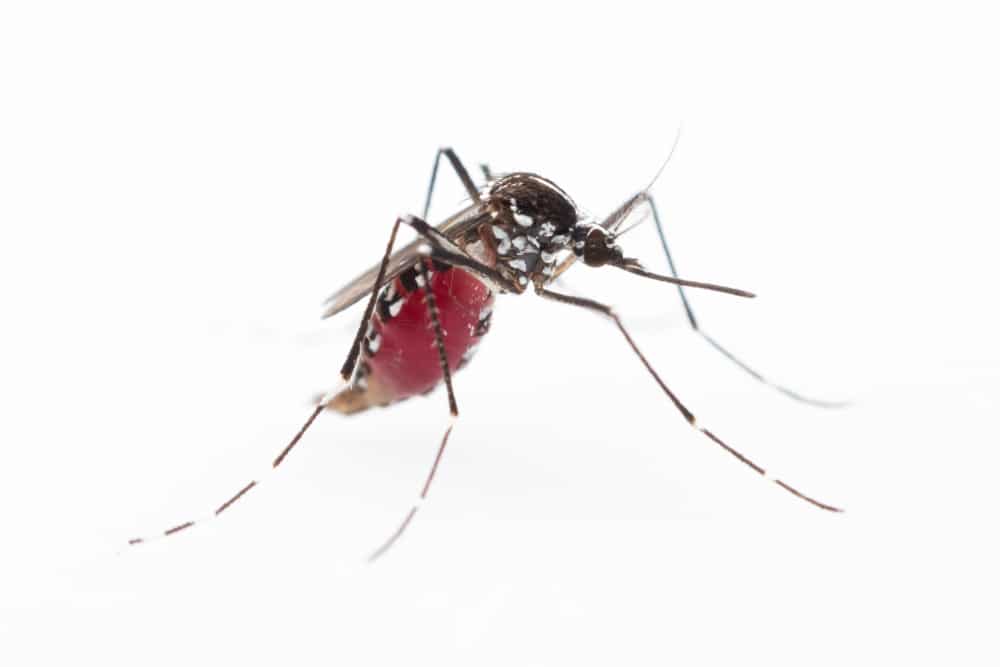 Close up of a aedes aegypti mosquito on a white background