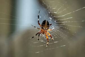 Close up of an American house spider on it's web