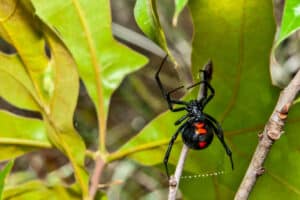 Close up of a black widow spider