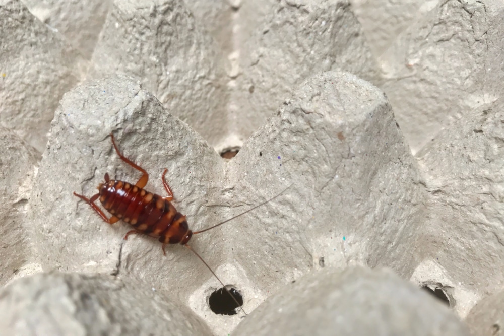 Brown-banded cockroach crawling on an egg carton