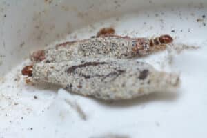 Close up of two casemaking clothes moth larvae