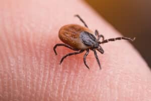 Close up of a deer tick on a person's finger